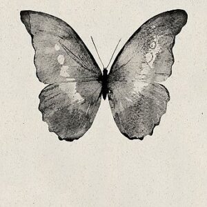Poster Black Butterfly