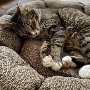 OBI hundbädd/kattbädd Brun