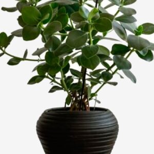 Zelected by Houze – Kruka Bocco Svart – Svart – Krukor & vaser – Från Homeroom