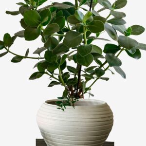 Zelected by Houze – Kruka Bocco Vit – Vit – Krukor & vaser – Från Homeroom