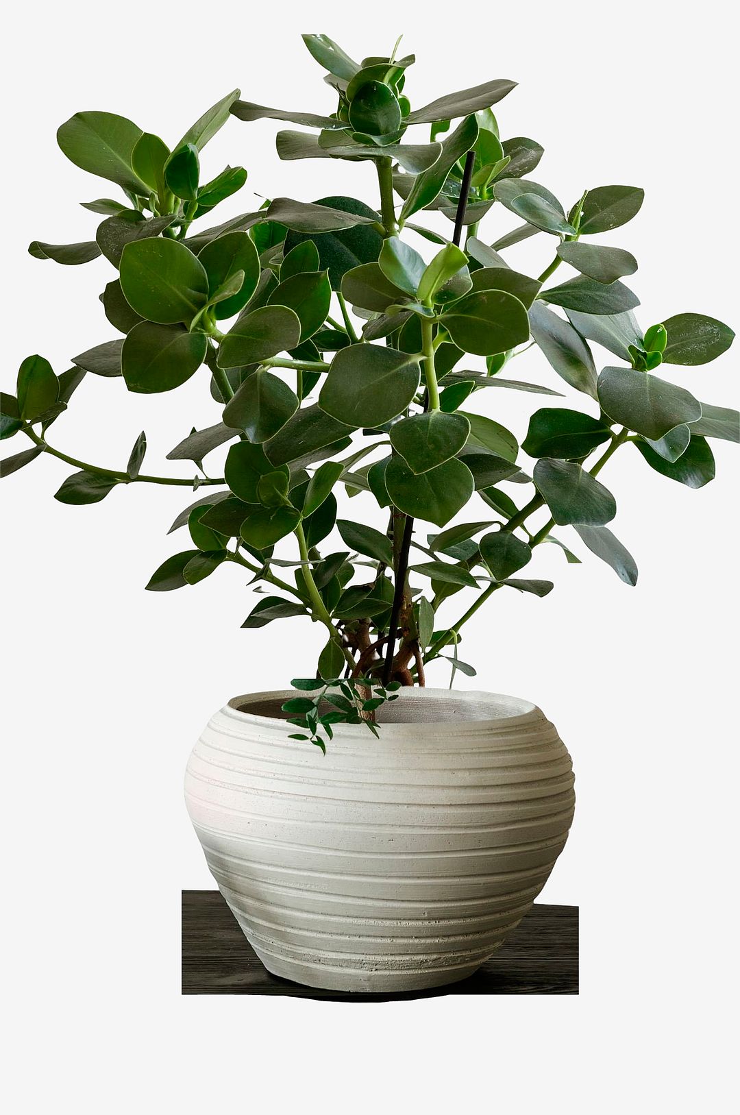 Zelected by Houze – Kruka Bocco Vit – Vit – Krukor & vaser – Från Homeroom