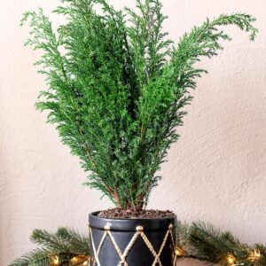 Zelected by Houze – Pot Drum Grand – Svart – Krukor & vaser – Från Homeroom