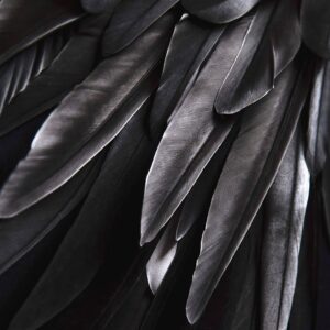 Malerifabrikken – Poster Black wing – Svart – Posters – Från Homeroom