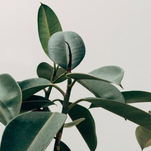 Malerifabrikken – Poster Ecologique – Grön – Posters – Från Homeroom