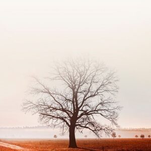 Malerifabrikken – Poster Graceland – Brun – Posters – Från Homeroom