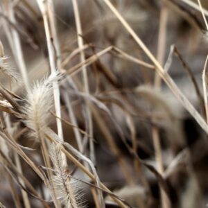 Malerifabrikken – Poster Mellow Grasses 9 – Beige – Posters – Från Homeroom