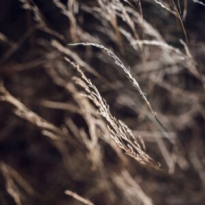 Malerifabrikken – Poster Mellow grasses 7 – Brun – Posters – Från Homeroom