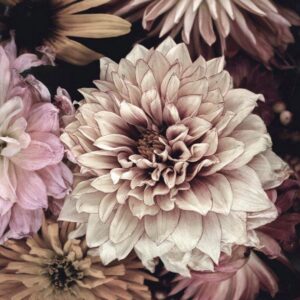 Malerifabrikken – Poster Opulent 5 – Rosa – Posters – Från Homeroom