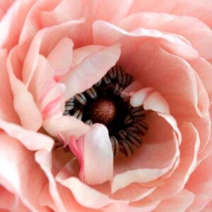 Malerifabrikken – Poster Opulent 6 – Rosa – Posters – Från Homeroom