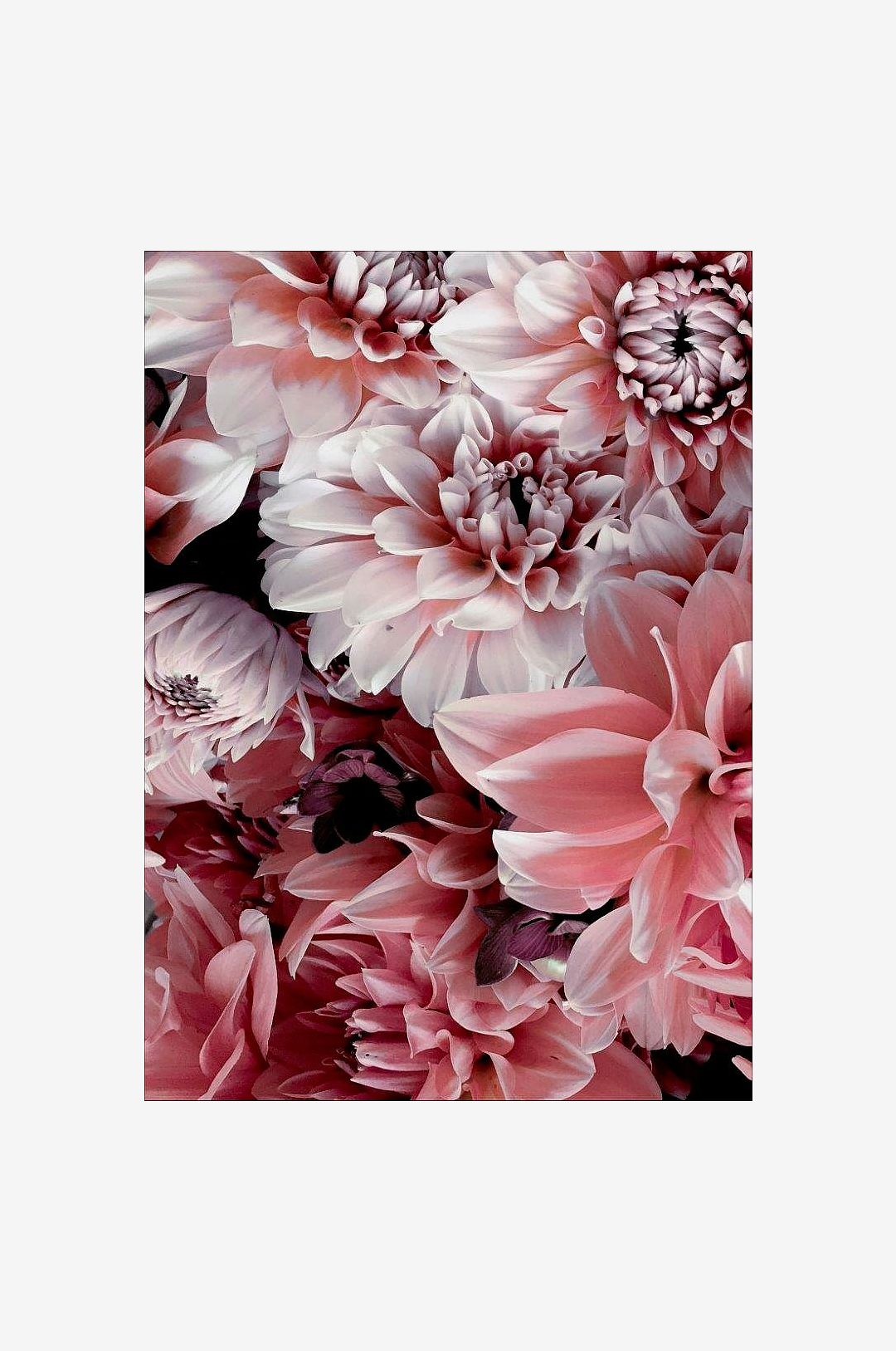 Malerifabrikken – Poster Opulent 8 – Rosa – Posters – Från Homeroom