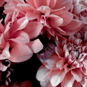 Malerifabrikken – Poster Opulent 9 – Rosa – Posters – Från Homeroom