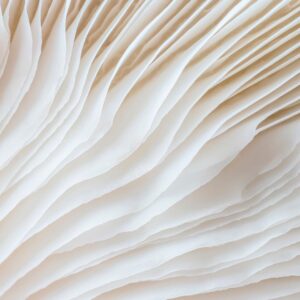 Malerifabrikken – Poster Organic lines 2 – Beige – Posters – Från Homeroom