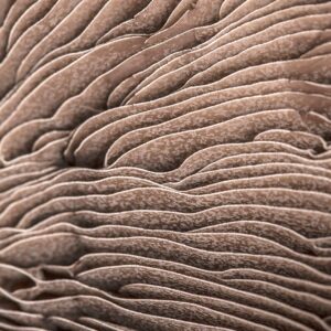 Malerifabrikken – Poster Organic lines 3 – Beige – Posters – Från Homeroom