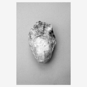 Malerifabrikken – Poster Oyster 1 – Grå – Posters – Från Homeroom