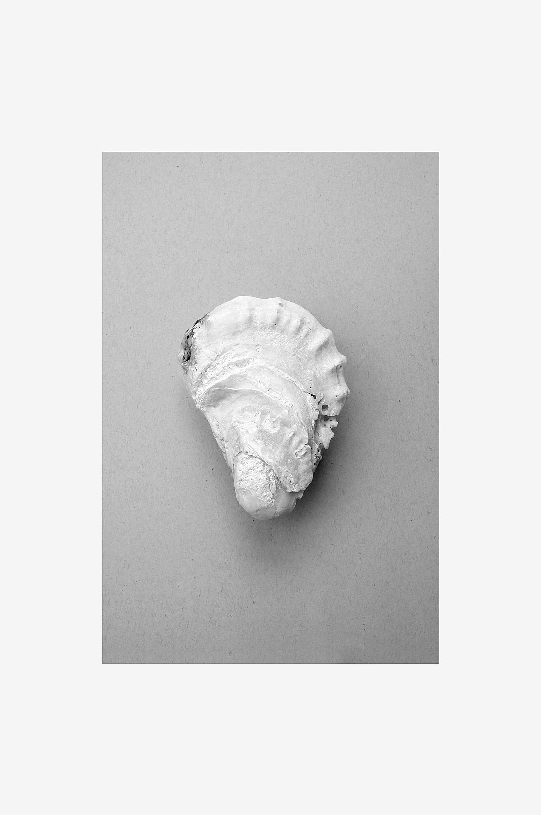 Malerifabrikken – Poster Oyster 2 – Grå – Posters – Från Homeroom