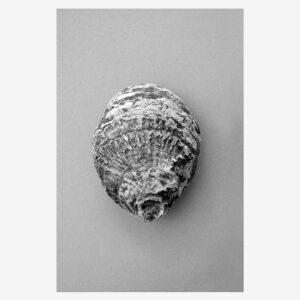 Malerifabrikken – Poster Oyster 3 – Grå – Posters – Från Homeroom