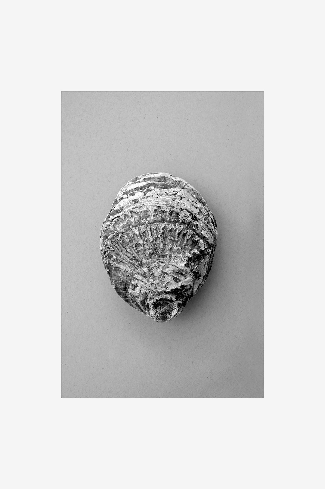 Malerifabrikken – Poster Oyster 3 – Grå – Posters – Från Homeroom