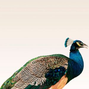 Malerifabrikken – Poster Peacock On Beige – Flerfärgad – Posters – Från Homeroom