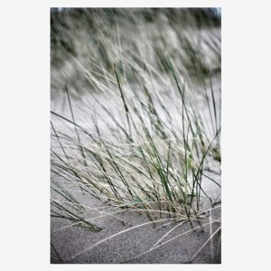 Malerifabrikken – Poster Wild straws – Beige – Posters – Från Homeroom