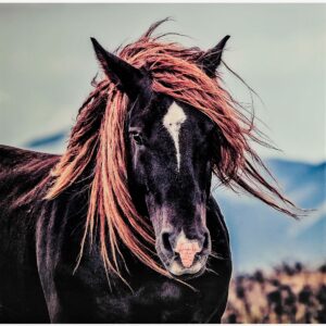 Nordic Furniture Group – Tavla Häst – Brun – Tavlor – Från Homeroom