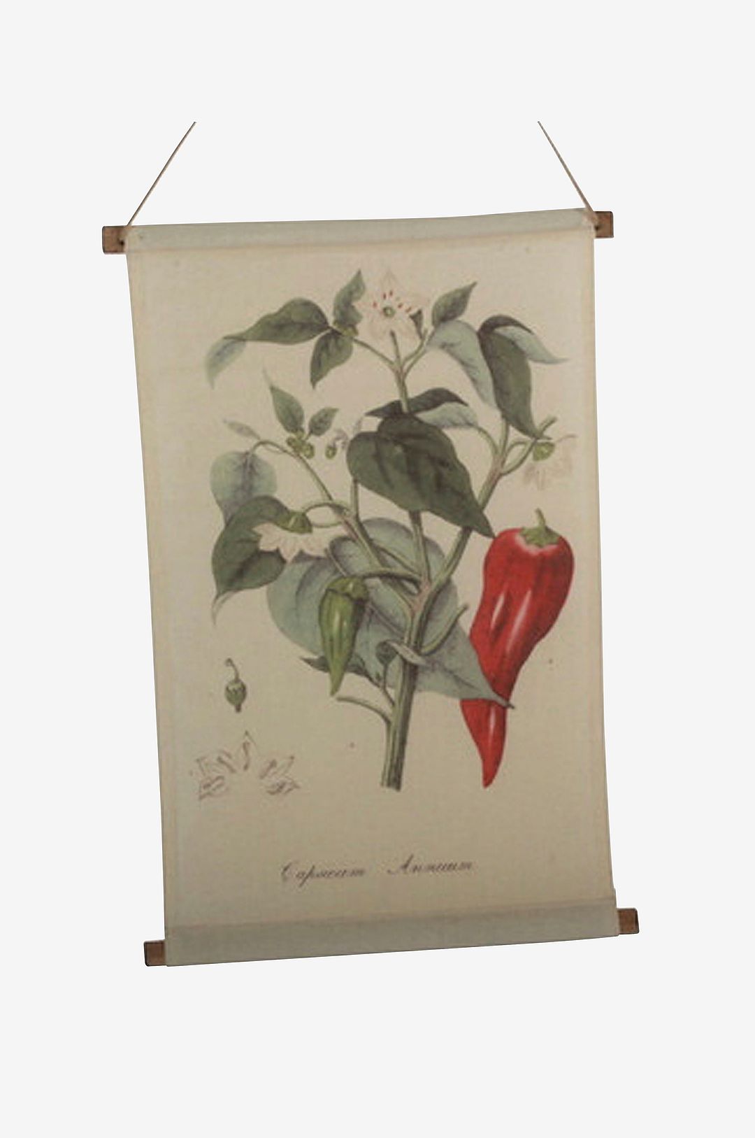 Tusent – Vägghängning Chilli – Natur – Posters & tavlor – Från Homeroom