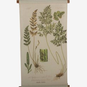 Tusent – Vägghängning Ormbunke – Natur – Posters & tavlor – Från Homeroom
