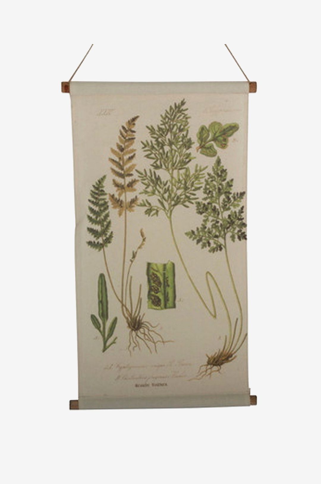 Tusent – Vägghängning Ormbunke – Natur – Posters & tavlor – Från Homeroom