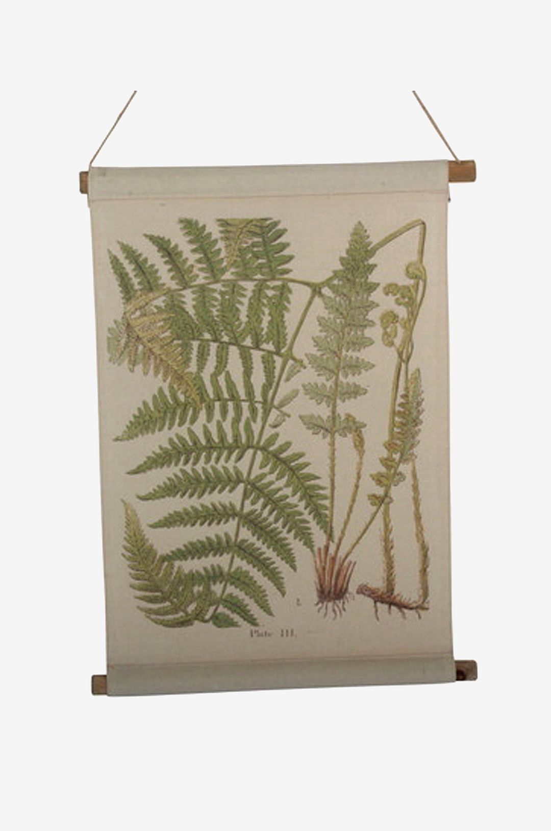 Tusent – Vägghängning Ormbunke – Natur – Posters & tavlor – Från Homeroom