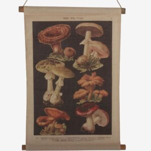 Tusent – Vägghängning Svamp – Natur – Posters & tavlor – Från Homeroom
