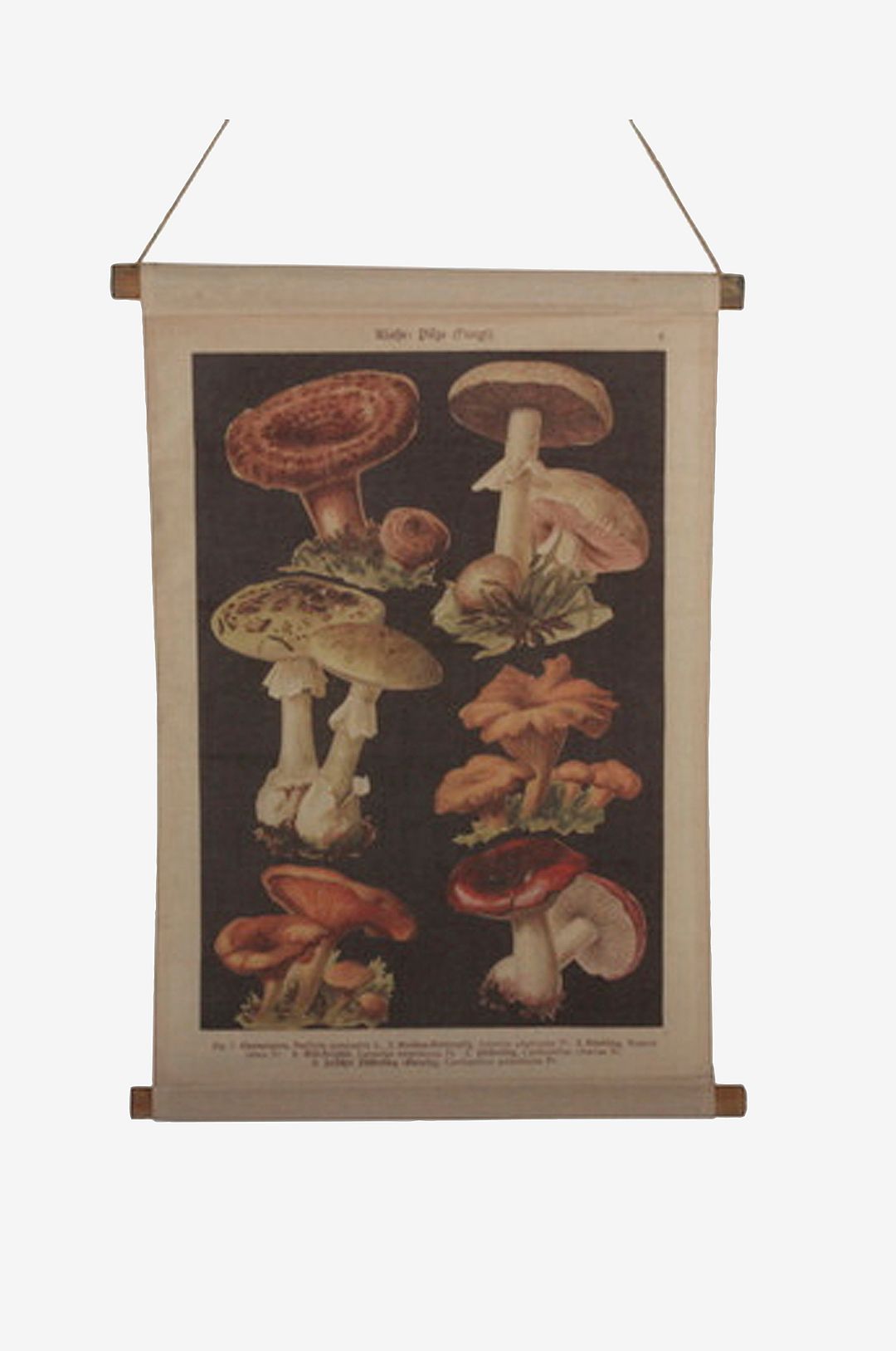 Tusent – Vägghängning Svamp – Natur – Posters & tavlor – Från Homeroom