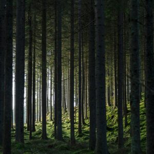 Venture Home – Poster Woods – Svart – Posters – Från Homeroom